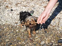  Back by the water's edge - lead by a stick.