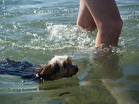  Swimming back to shore (after being dumped in the water)