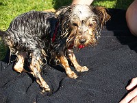  Drying herself off on a towel.