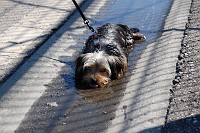  Cooling down in a puddle. We also sprayed her with water from our bottle (she hates that).