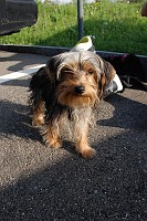  After the skate, hanging around the car.