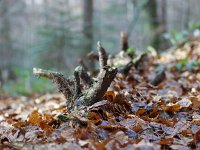  Fallen tree in the forest. Zollikon - Switzerland