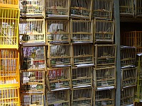  Plenty of cages (and birds) on display at the Hong Kong bird markets