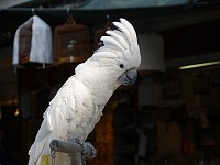  Cockatoo - Hong Kong bird markets