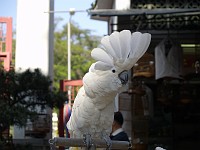  Cockatoo - Hong Kong bird markets