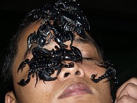  Scorpions on someone's face