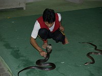  Messing about with snakes at the snake show.