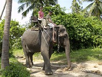  Riding an elephant around. Koh Samui.