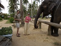  Feeding the elephant bananas after the walk.