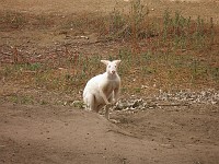  Albino Kangaroo