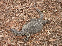  Monitor lizard