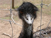  Emu close-up