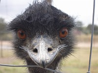  Emu close-up