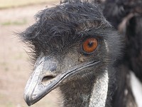  Emu close-up