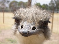  Ostrich close-up