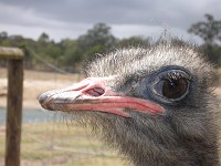  Ostrich close-up