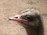  Ostrich close-up