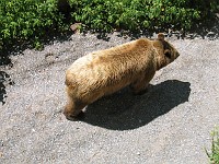  The Brengraben in Bern. The bear is the symbol of Bern, so the town sees fit to keep some in a pit. The bear you see here is constantly walking in circles and is most likely crazy.