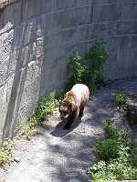  The Brengraben in Bern. The bear is the symbol of Bern, so the town sees fit to keep some in a pit. The bear you see here is constantly walking in circles and is most likely crazy.