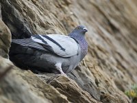  Pigeons roosting in a wall at the harbour