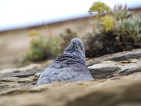  Pigeons roosting in a wall at the harbour