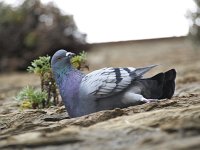  Pigeons roosting in a wall at the harbour