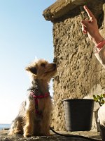  Lilly enjoying the morning sun over the ocean in Vernazza