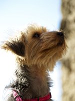  Lilly enjoying the morning sun over the ocean in Vernazza