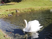  Lilly tries to act tough around a swan