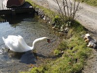  Lilly tries to act tough around a swan