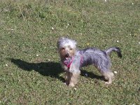  Lilly enjoys a good run-around by the lake