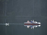  A swan follows a paddleboat on the Fernsteinsee