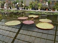  Apparently these things grow so large that kids can walk on them. Since it was early in the season, they were just growing in a nursery