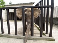  Sure there might be a hot spring to keep this elephant warm, but I did think the enclosure could have been a lot bigger!