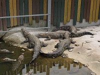  Yes they were indeed breeding crocodiles at this spring.