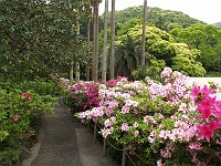  Tatsumaki-Jigoku (8) - the gardens