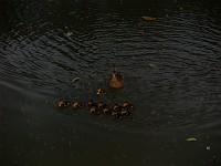  Mother duck with ducklings. Kawaiiiii...