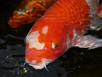  Being koi