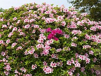  Flowers inside the gardens of Himeji Castle