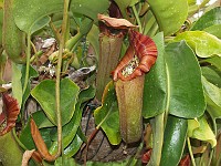  Botanic Gardens - some big flower thing that traps insects.