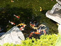  Koi are a standard feature of most gardens