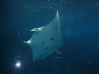  Manta ray