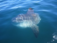  A beautiful view of a sunfish after a dive.