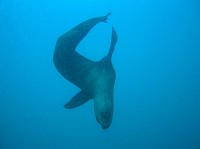  Seals at the safety stop...