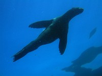  Seals at the safety stop...