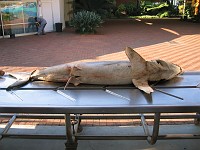  Shark disection at the Natal Sharks Board, Durban, South Africa