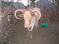  Learning about Zulu culture - Shakaland, north of Durban, South Africa