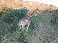  Giraffe, Hluhluwe game reserve, South Africa