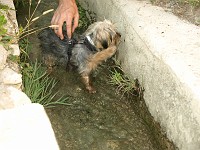  Lilly having a small cool down swim during a great lunch in the town of Bras-d'Asse