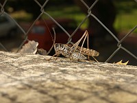  A shot of a cricket we saw walking back.